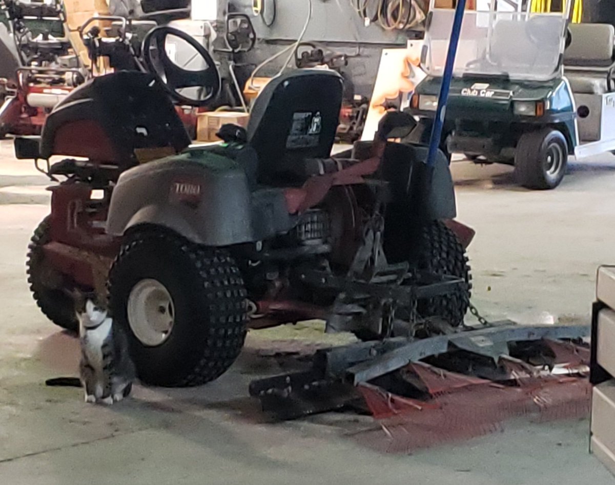 TurfMamba's tweet photo. 10 bucks says the new guy forgets his rake. #Turfcat https://t.co/SqdKgKZpZw