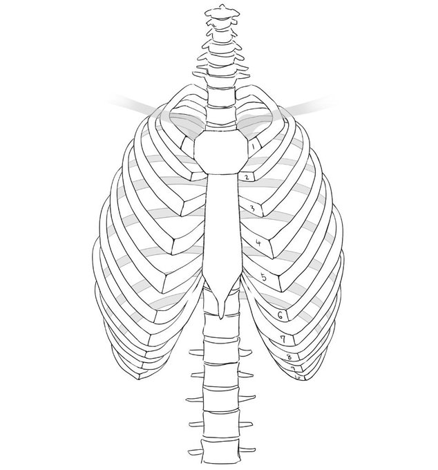 胸骨勉強。形状を理解したい。 