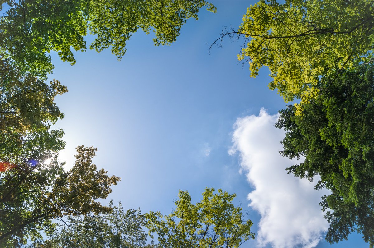 environmentca's tweet photo. Today is #OzoneDay! 

DYK? The #MontrealProtocol has phased out virtually all of nearly 100 harmful ozone-depleting substances. Learn more and find out how you too can help keep up the great work! https://t.co/VyPvJwEaGB https://t.co/tLsPHeSoGT