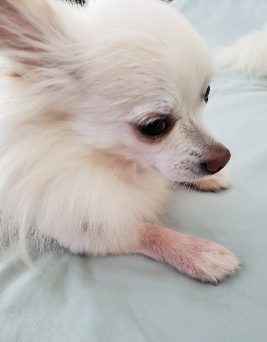 cajunchihuahua's tweet photo. I hafs widdle pink boots on ma feetsies. Hoomom says it's cuz I neber touched grass b4 she dopted me. Dey are getting better wit natural remedies. - Brody 🌴🥥🐾😀 #PawsUp fur all doggies wit feetsie pwoblems! #rescuedog #adopted #eusoh #chewy https://t.co/aeL3aVURVF