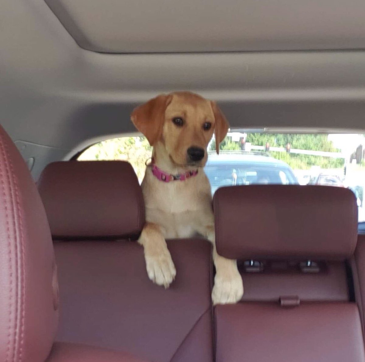 gy6ptsdsupport1's tweet photo. Pepper’s ready to hit the road! She found #bunnies and #tacos Not to be confused with #bunny tacos. She just wanted to play! #stanlee #pepperpotts @marvel #tonystark #ironman #gotyoursix #gy6 #ptsd #ptsddogs #ptsdsupportdog #ptsdservicedog #servicedog #dogsintraining https://t.co/c3IKNIw9T5