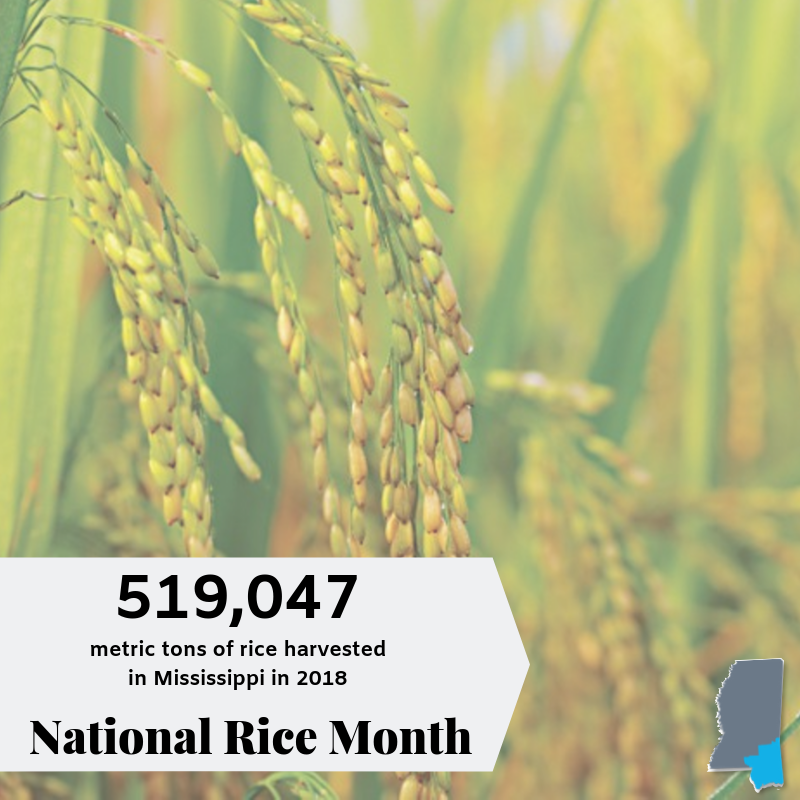 CongPalazzo's tweet photo. September is #NationalRiceMonth 

I'm celebrating Mississippi's rice producers and the $170M  economic impact they have for the state of Mississippi. 

Rice is Mississippi's 9th largest producing commodity and supports jobs throughout the state. https://t.co/saNyArMZJt