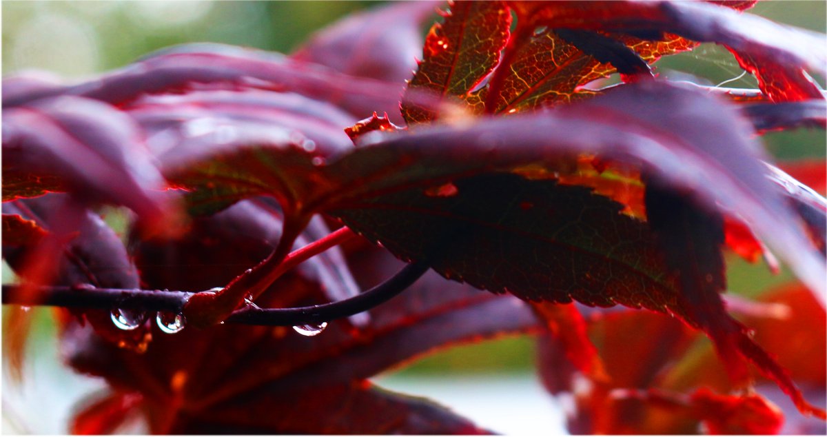 RorkeDon's tweet photo. Working on a couple of design ideas using these photos, inspiration back garden #wicklow #redleave #raindrops #backgarden #saltypepper #Wicklow https://t.co/M4vMUxlfKr