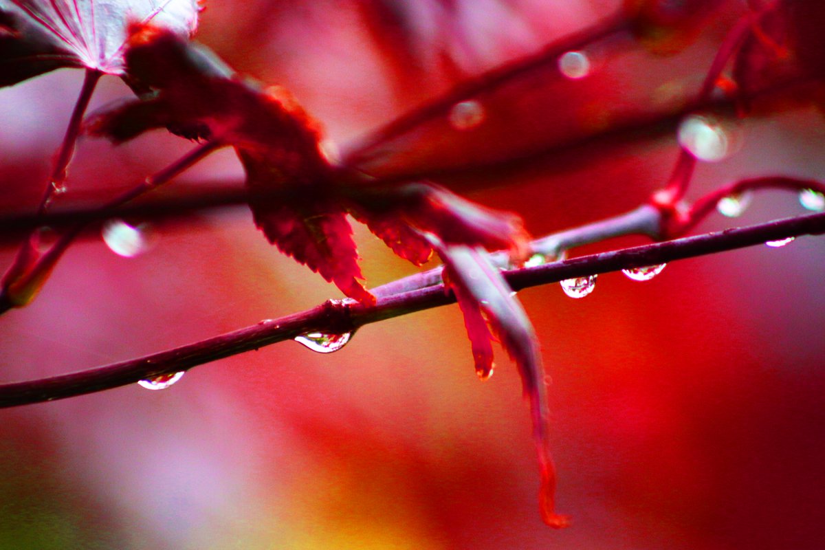 RorkeDon's tweet photo. Working on a couple of design ideas using these photos, inspiration back garden #wicklow #redleave #raindrops #backgarden #saltypepper #Wicklow https://t.co/M4vMUxlfKr