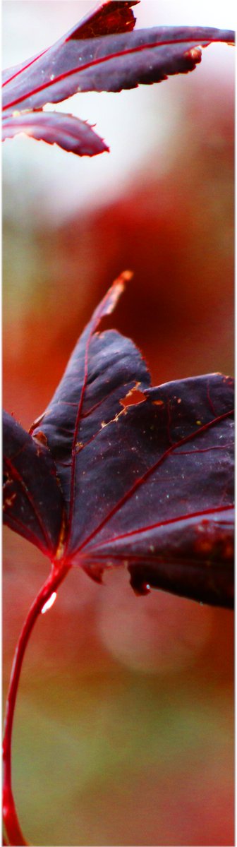RorkeDon's tweet photo. Working on a couple of design ideas using these photos, inspiration back garden #wicklow #redleave #raindrops #backgarden #saltypepper #Wicklow https://t.co/M4vMUxlfKr