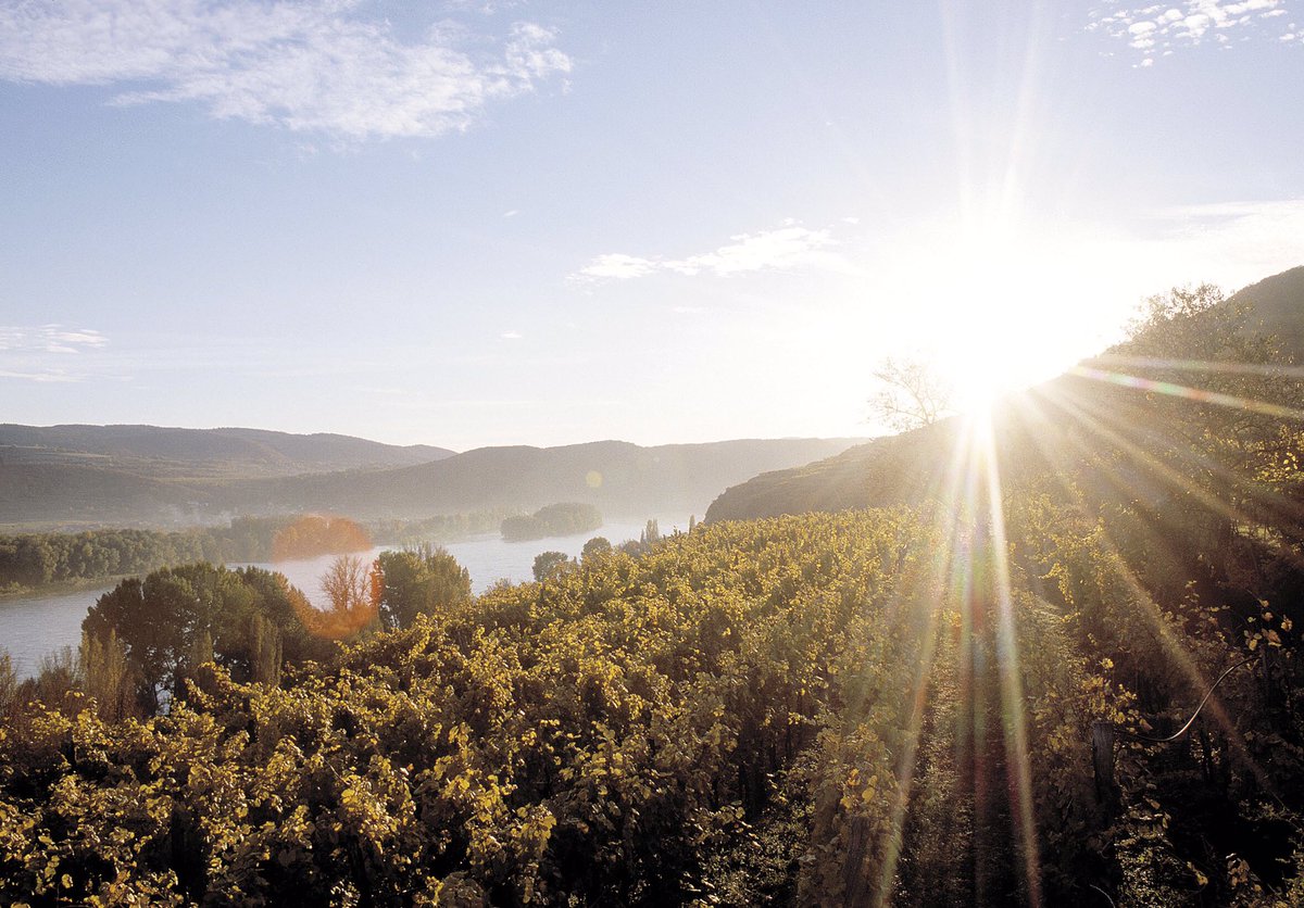 AustrianWineUK's tweet photo. In the 15th and 16th centuries, the area under vines in Austria reaches its greatest level of expansion, adding up to an area three times as great as that which is currently under vines in Austria. 📷 © AWMB / Himml https://t.co/UiC74N9Uzw
