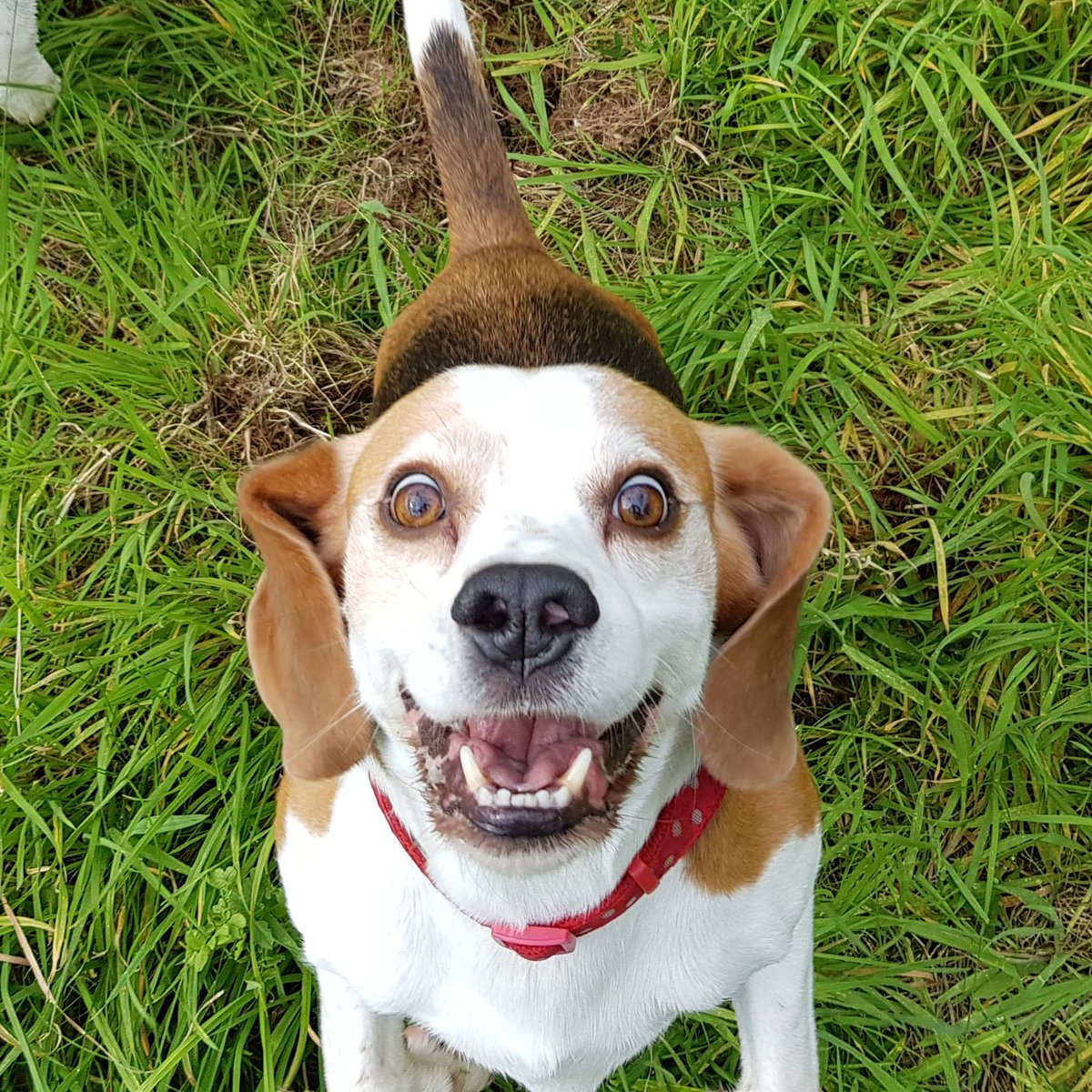 Charliedadog201's tweet photo. When you hold the treat in front of the camera🤣🤣🤣
#beagles #Dog https://t.co/ZiG6kgytdJ