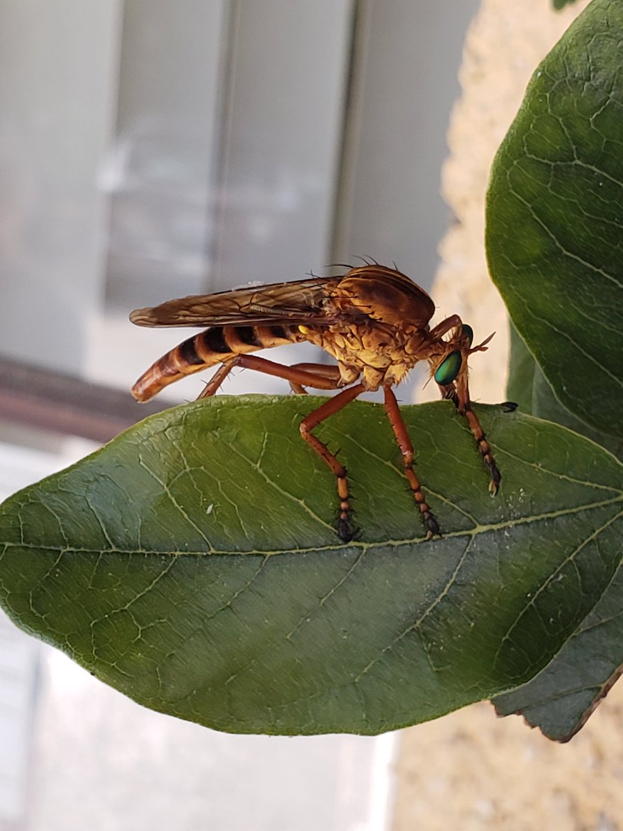 Mossworm1's tweet photo. Huge fly with beautiful eyes took down a wasp and was eating it laying on his back in busy pathway, I tried to scootch him somewhere more safe but he got frustrated and dropped his wasp. Sorry buddy! Diogmites crudelis maybe? https://t.co/qe9Gyvwlst