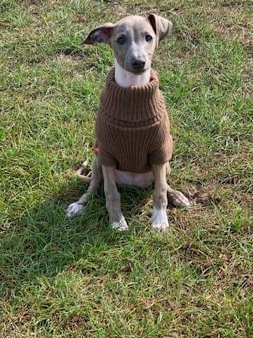 Missing Pets GB on Twitter: "🐕#URGENT *SEBI ONLY A PUPPY* STILL #MISSING since 14 Sept from Hatherop Park, Hampton #TW12 Whippet cross/Italian greyhound Answers to NOW 17 WEEKS OLD #london