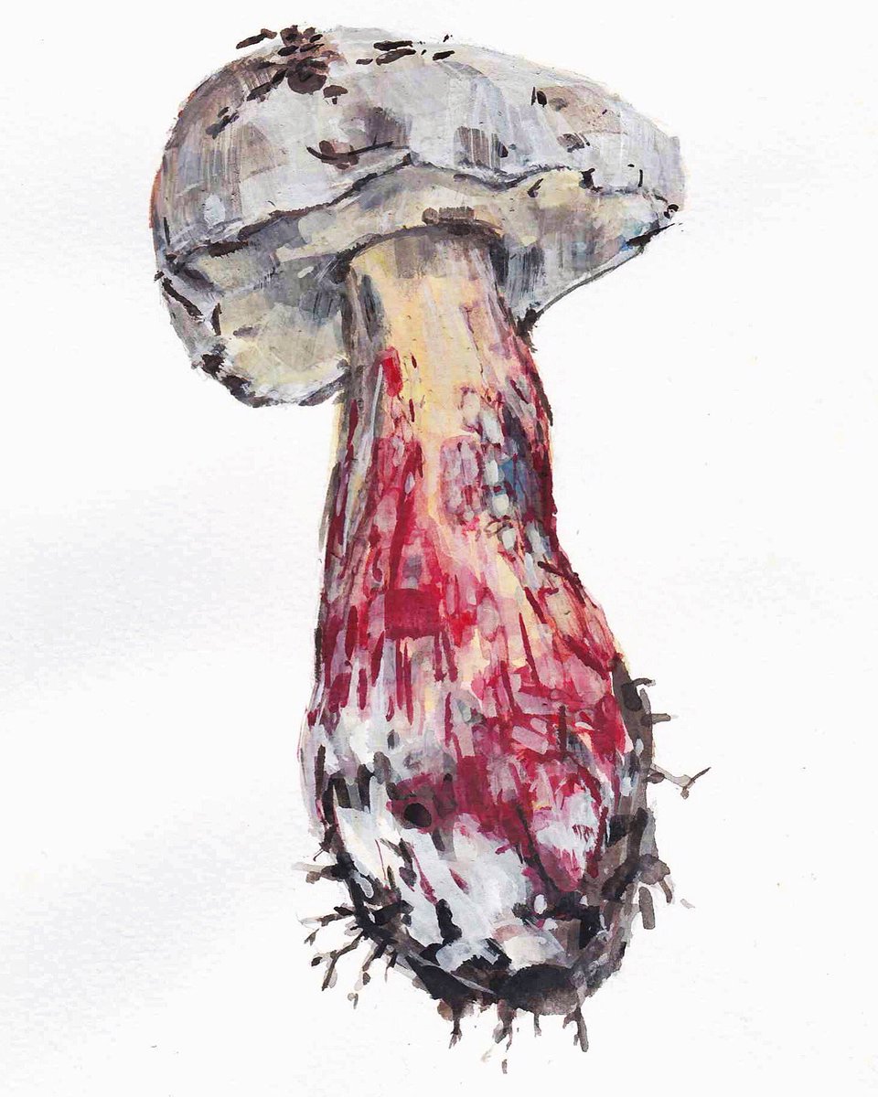Framed and thoroughly inspected. 
Caloboletus calopus aka bitter beech bolete or scarlet-stemmed bolete. In Danish it’s called skønfodet rørhat. Gouache. 
#wildmushrooms #caloboletuscalopus #gouache #illustration