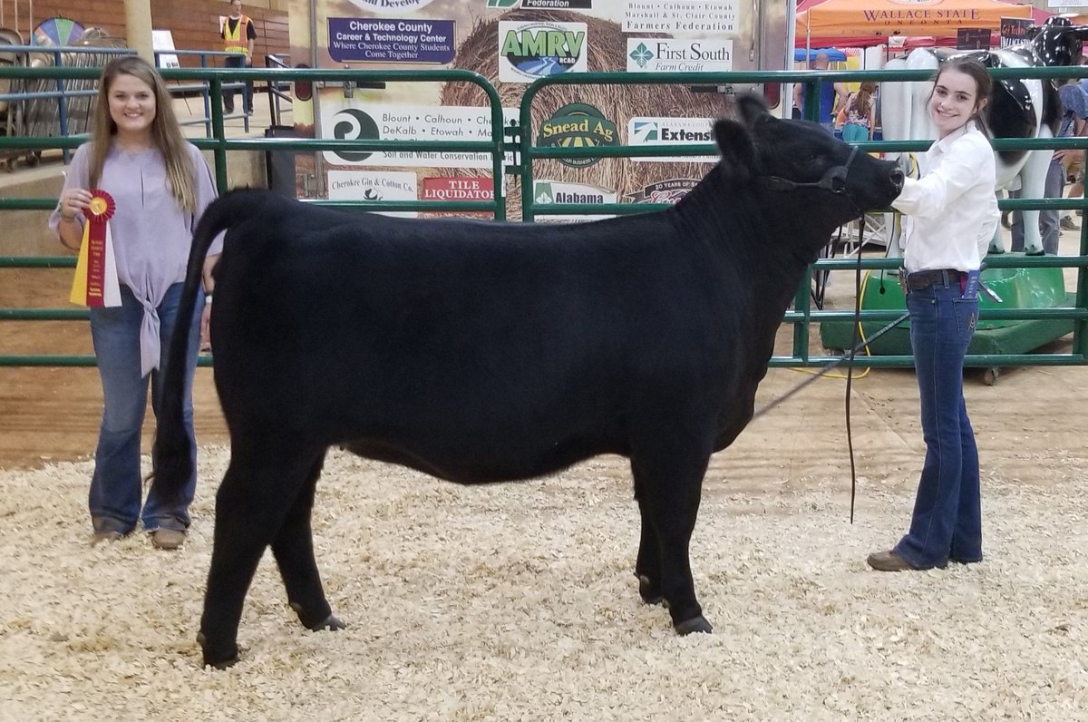 CHSGoPanthers's tweet photo. Congratulations to Audra Graves and Hannah Longshore.  Audra was selected for the Overall Reserve Champion Heifer.  And Hannah won Grand Champion Showman and 3rd in her division for the 4H Chick Chain Competition. Congratulations girls! https://t.co/I53PsZyey7