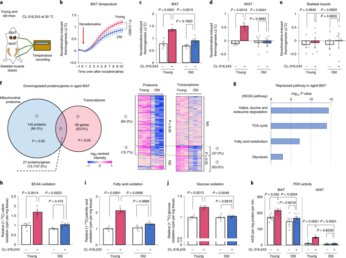 NatMetabolism's tweet photo. Online now! Mitochondrial lipoylation integrates age-associated decline in brown fat thermogenesis https://t.co/XebfXUbpLD https://t.co/4WlXgZOQ7z