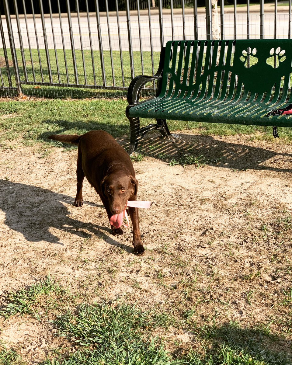 VilleConnection's tweet photo. You stretch your legs at the gym, while your furry friends stretch theirs at the dog park! 🐾
•
•
•
•
#SHSU #LiveStudyConnect #LiveTheConnection #TheConnectionSHSU #LoveWhereYouLive https://t.co/lSjrUw62e3