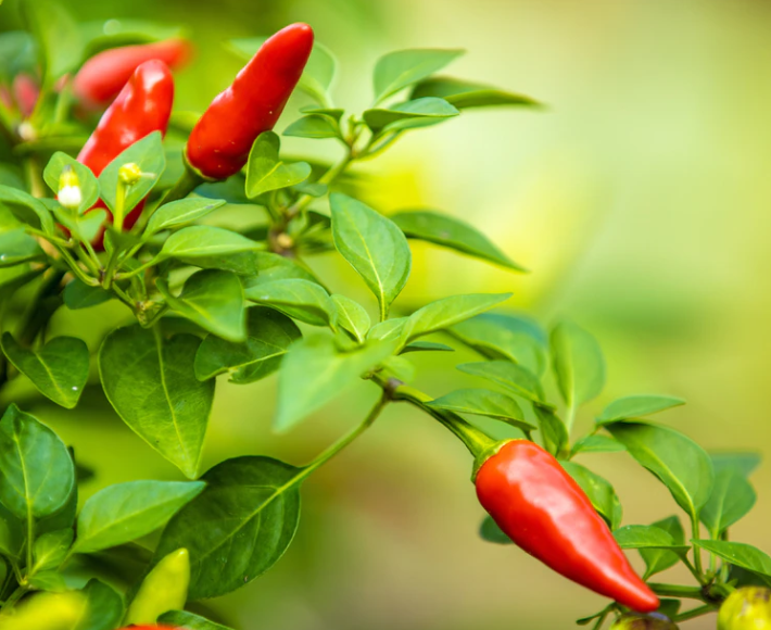 BeccasGG's tweet photo. #HotPepper marmalade is absolutely delish! Pair it with some of our bread or roll mixes and watch the world catch on fire! 

Join us this weekend at the Longmont Pepper Day! This Saturday at #LongmontFarmersMarket

https://t.co/KMo7mIwItQ https://t.co/uQuetq2v7v