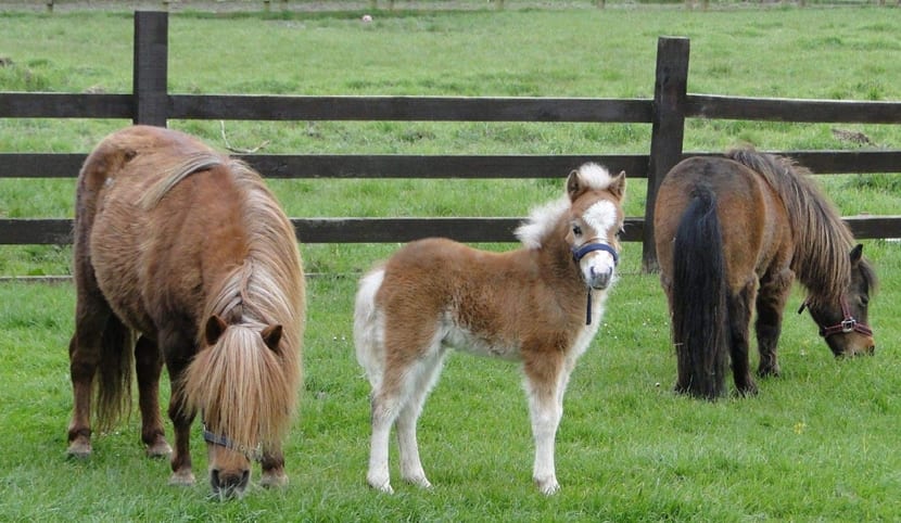 Caballo Falabella, una raza que no es un pony - noticaballos.com/caballo-falabe… #caballos #animales #mascotas
