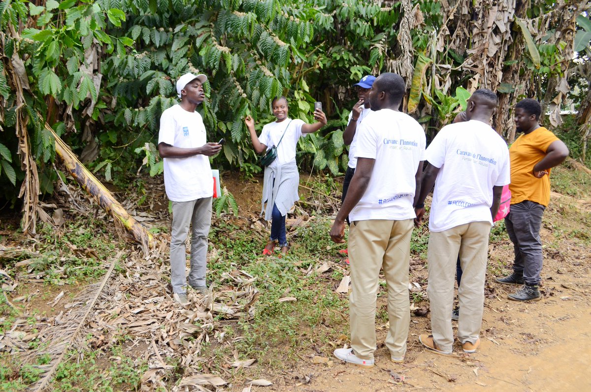 fongwama's tweet photo. De retour de la visite des usines de fabrique d'huile, nous sommes tombés sur des cafiers arabica. 

Nous consommons le produit sans connaissance de son origine. 

#ChezMoiAuCongo #PNUDCongo #acceleratorlab #Congolab https://t.co/DnkY0fm3ZE