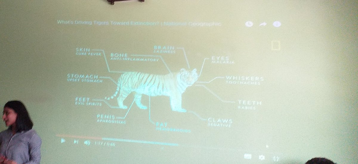 BhattiMommna's tweet photo. Tigers are an endangered animal? 
Are they going to be extinct?
For how long are we be able to see them around?
Can we save them?
No, we can't answer these questions. Until or unless our youth is not aware of the importance of them or any other animal. #MicrosoftEdu #MIEExpert https://t.co/EKxs1SB7ME