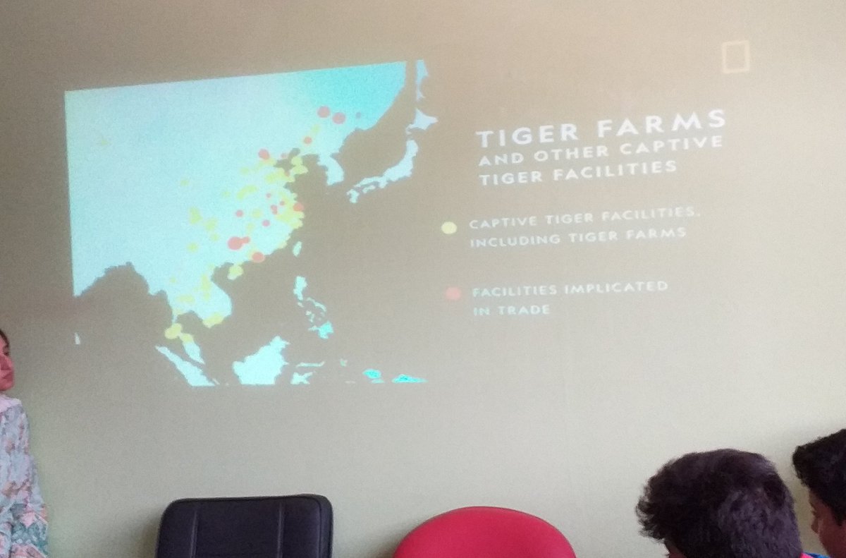 BhattiMommna's tweet photo. Tigers are an endangered animal? 
Are they going to be extinct?
For how long are we be able to see them around?
Can we save them?
No, we can't answer these questions. Until or unless our youth is not aware of the importance of them or any other animal. #MicrosoftEdu #MIEExpert https://t.co/EKxs1SB7ME