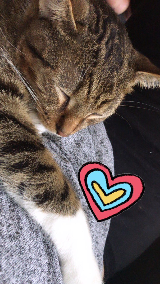 where_da_catnip's tweet image. Me and my sis love to cuddle our human