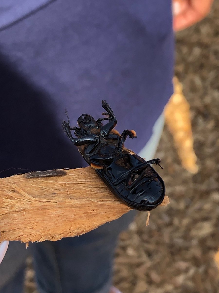 FCPSWES2ndgrade's tweet photo. We have some nature lovers in 2nd grade.  The kids found this large beetle and with the help of Mrs. Hannon relocated it to a safer place.  #oneteamWES includes bugs, right?? https://t.co/1k7RYWGm0C