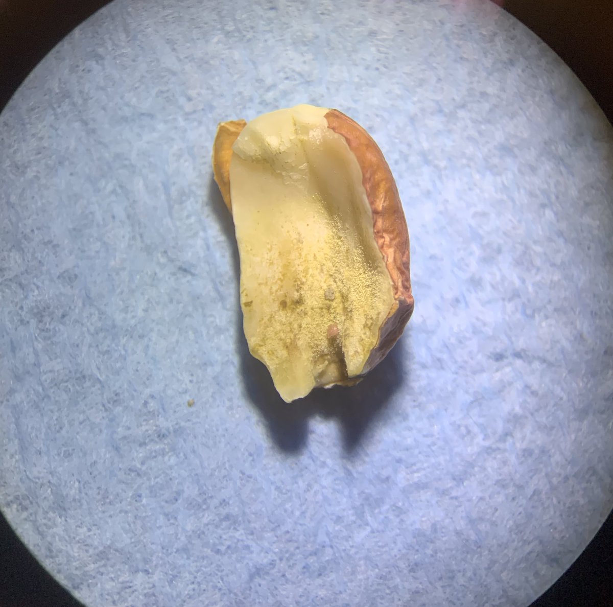 Important to pick those dry corners separate and keep them separate.  Hot, dry and no Irrigation is “perfect storm” for aflatoxin.  Samples here with aflatoxin mold found by inspectors last week.  Went Seg-3, and no farmer can survive on that. UGA Extension