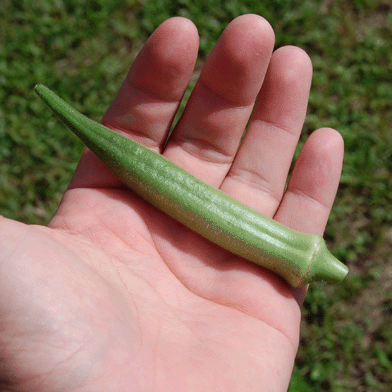 Zone9Garden's tweet photo. I have already started my #Fall #garden, but the Okra is still producing great!  I expect it to continue for another month or two!

#Growyourown #Zone9 #VegetableGarden https://t.co/oMkjAsonZ4
