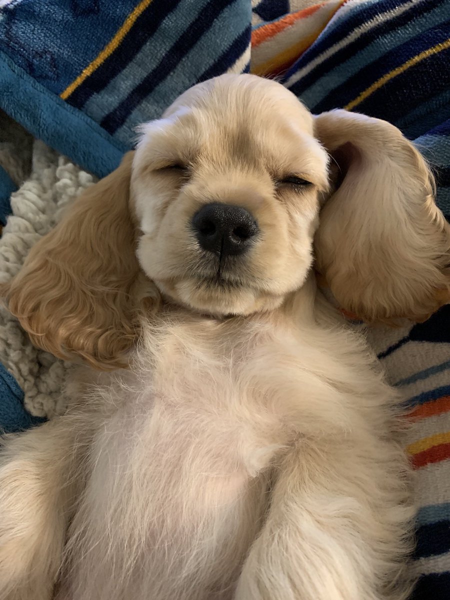 Katherine Salom tweet media