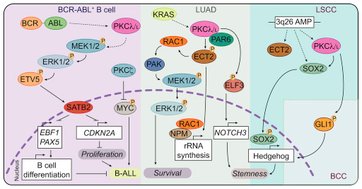 Cancer Cell tweet media