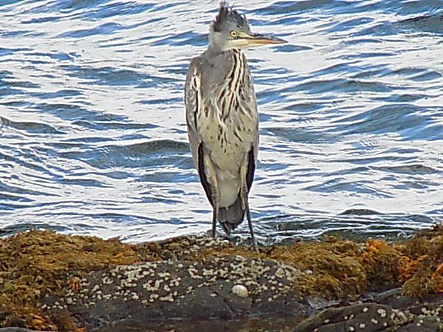 Saw this #heron on the #IsleofArran.  Not quite sure what breed of heron it is, maybe a #greatheron?
#Scottishseabirds #seabirds #Scottishwildlife #wildlife 
I loved seeing the wildlife.  We saw seals, deer, herons, cormorants and oyster catchers among others. It was wonderful.