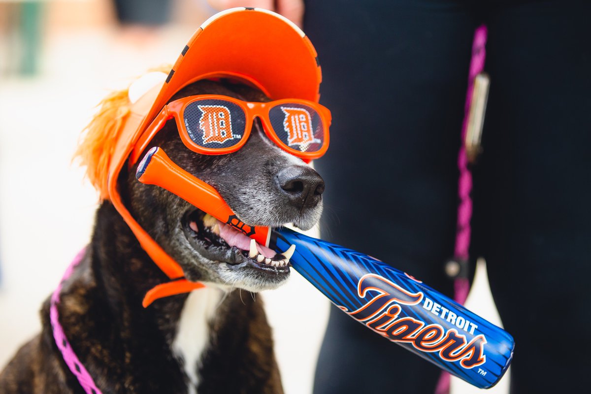 Detroit Tigers on X: try to stay calm try to stay calm try to stay calm  try to stay calm try to stay calm try to stay calm DOGS WITH BATS   /