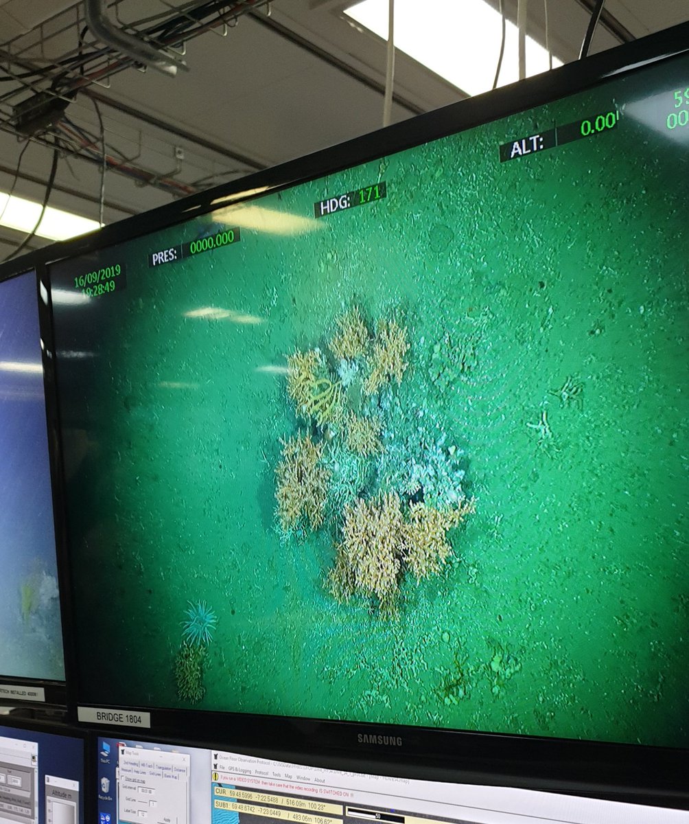 NPiechaud's tweet photo. #HyBIS just found live and healthy #coral on the #Darwinmounds!!! https://t.co/lhLHMJWxK6