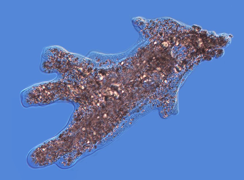 OrionComunica's tweet image. 🔴📢Investigadores del #CEBAS demuestran que los organismos unicelulares son capaces de aprender por estímulos. 

Publicado en @NatureComms 

csic.es/es/actualidad-…