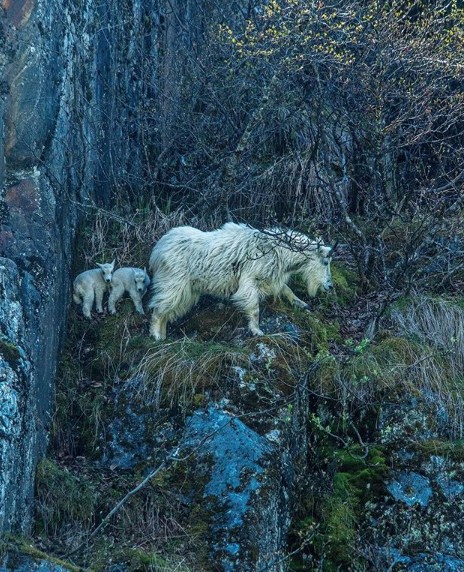 ABATracyArm's tweet photo. Mountain goat nanny with two kids! Great up close shot from our good friend @quinndaeskimo 🐐 #AdventureBoundAlaska #TracyArm #Alaska https://t.co/uMvHzvkBn2