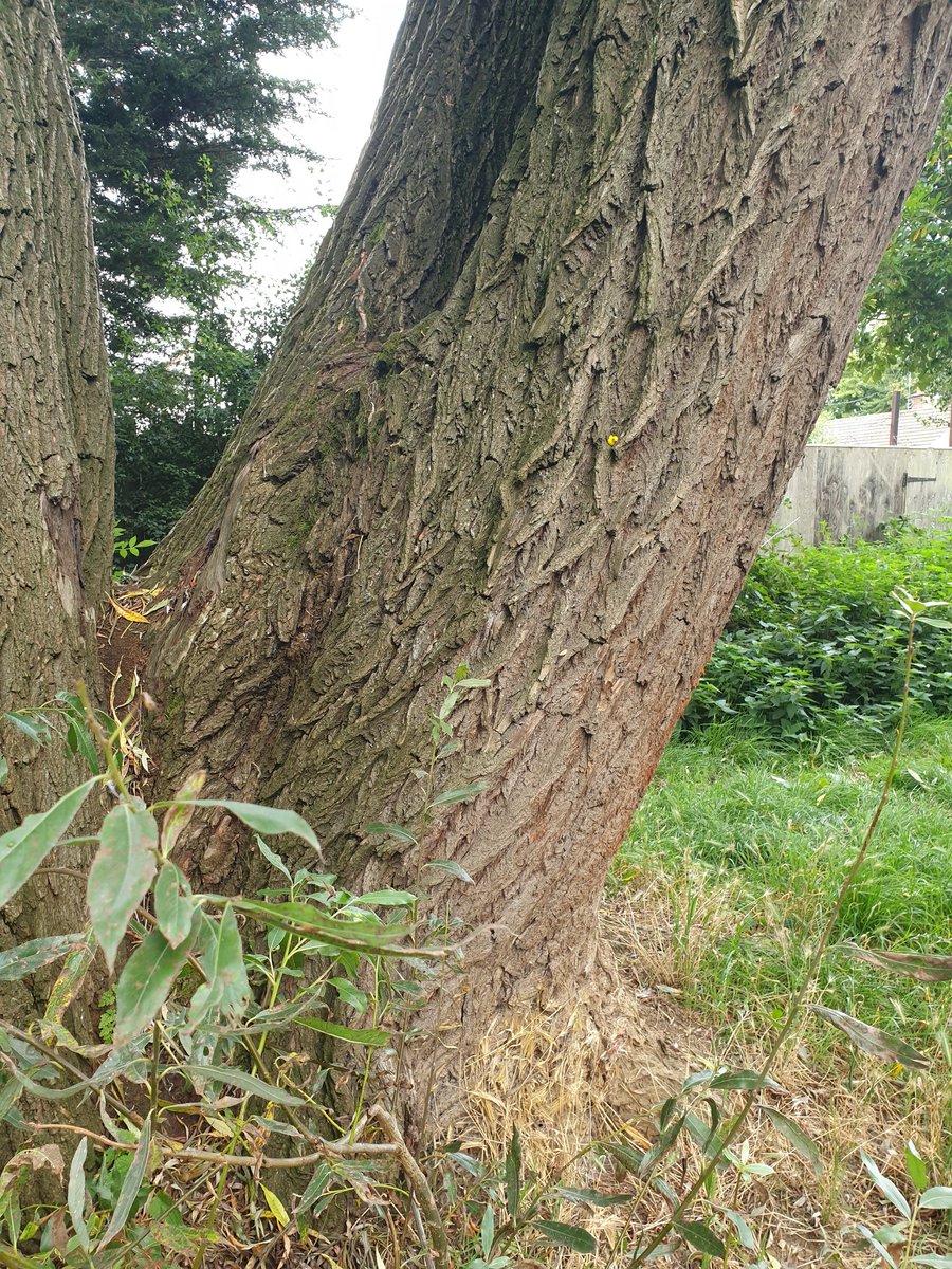 DuckMicro's tweet photo. #microduck sitting in a tree k.i.s.s.i.n.g...... https://t.co/0BWkVfoR38