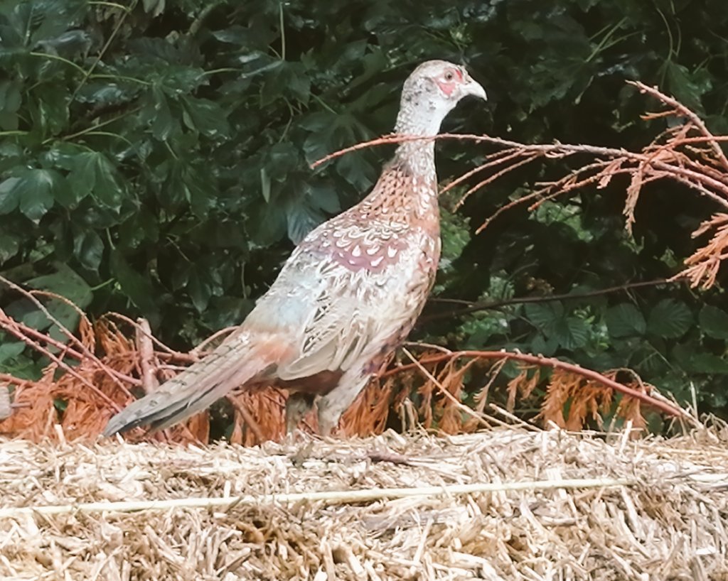 SGundogs's tweet photo. Poults are looking good https://t.co/9pn1Tqq8tx