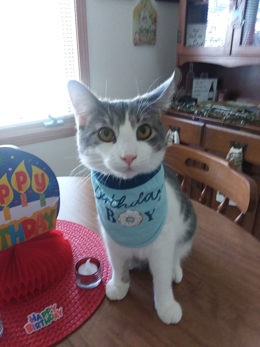 dinodinovitale's tweet photo. It's the handsome little birthday boy @kitten_academy #loveace https://t.co/wJzAHFJRlF