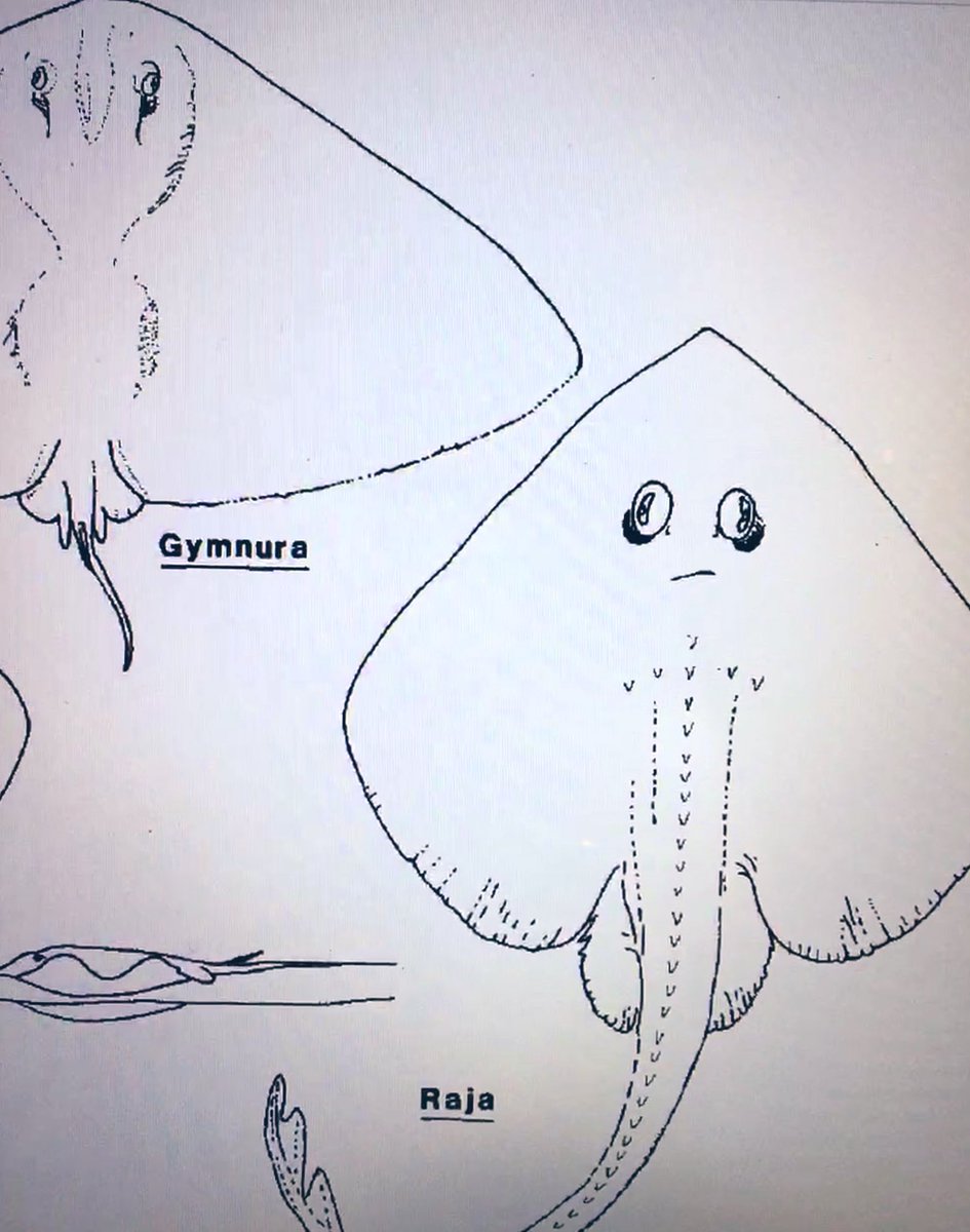 Sometimes when you draw batoids out they look a little more 3D than 2D, a task I might add as most are flat  #seapancakes, see Gymnura, and other times you get Raja; who looks like a confused derp and knows #ItsMonday. 
Late #FlatSharkFriday courtesy of Compagno 1990.