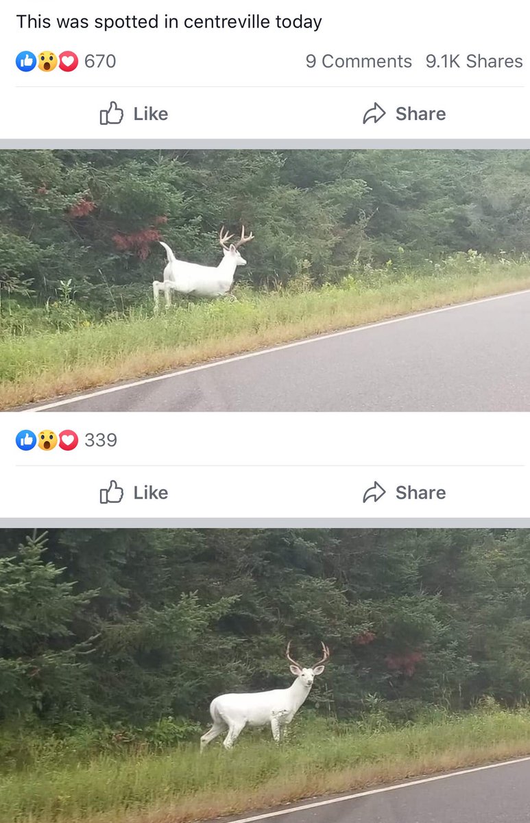 CoachDalton89's tweet photo. Don’t know how legit this actually is, but if it is...amazing. This is roughly an hour from me. Question really is...would you shoot or not?? #BigBuck #DeerHunting #Archery #OhioBuck https://t.co/Tc8Zo7eVmi