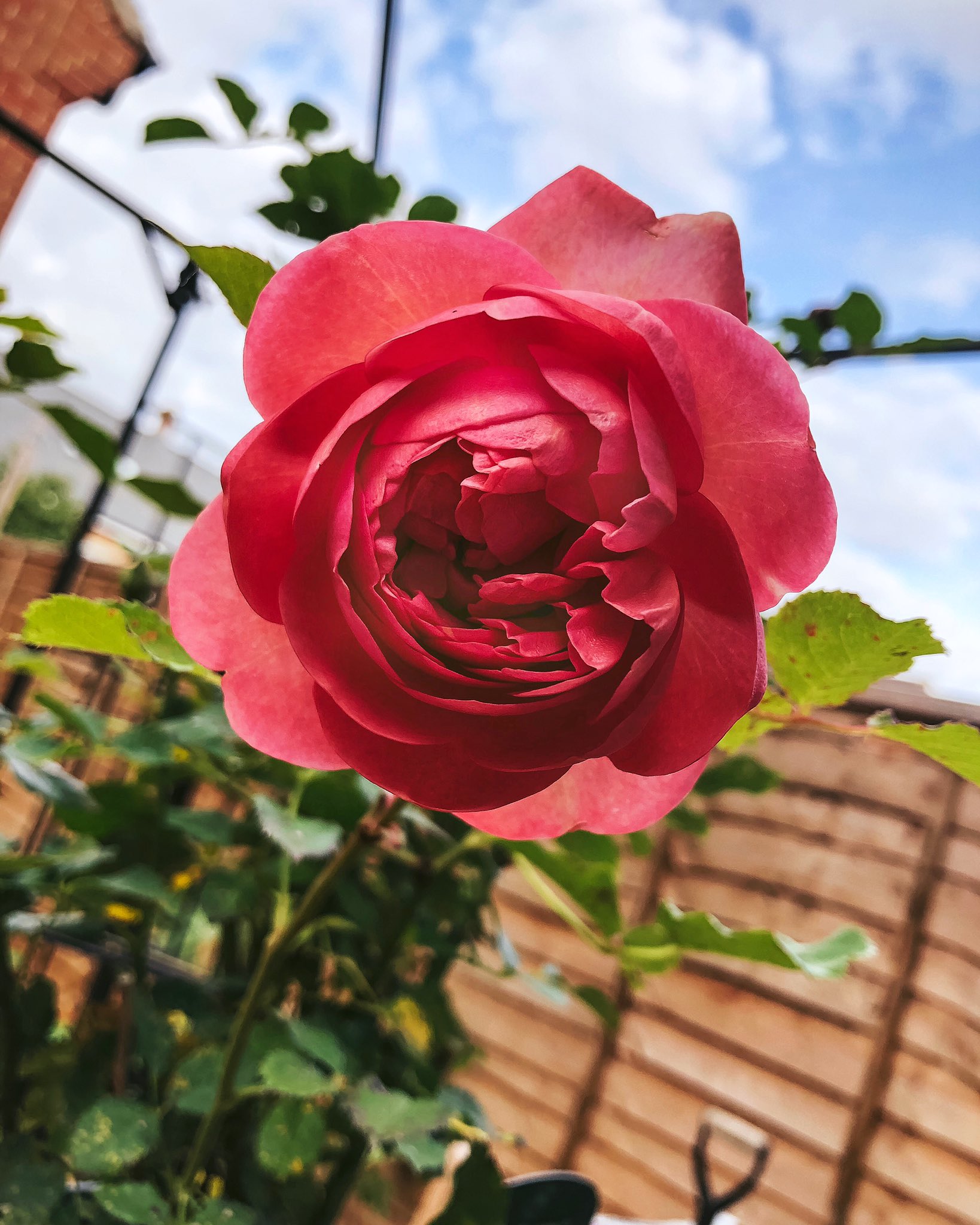 Fran on Twitter "Hi! I’m here with my beautiful birthday present rose