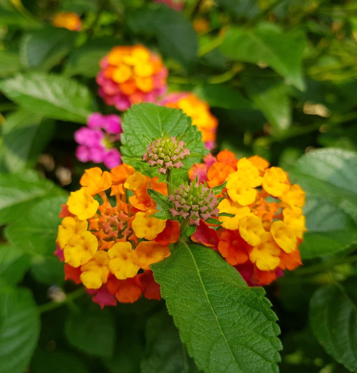 Dream Yard Team On Twitter Vibrant Colours Lantana Flower Good