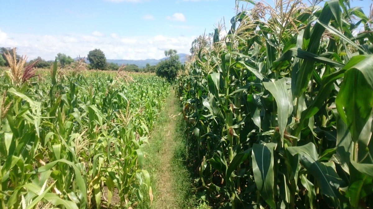 primetractor's tweet image. Conservation Ag makes a difference in the lives of small-scale farmers in Ethiopia. Mulching, crop rotation &amp;amp; intercropping help farmers grow more food. Extra money purchases school supplies &amp;amp; health care. I’m proud to support food security with @Foodgrains @DevPeace @canadadev