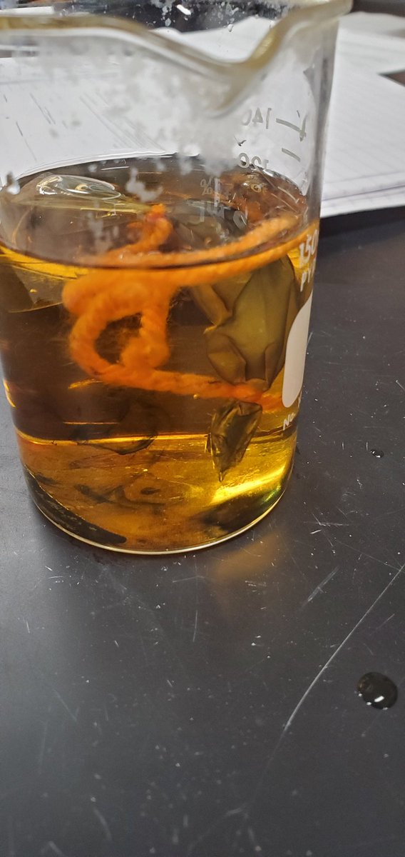 teach_me24's tweet image. @HHSBigRed Biology students did the ever faithful osmosis lab today! They were testing which direction water will move when a cell filled with starch is placed in an iodine solution. #tkbio #scienceteacher #highschoolscience #iteachscience
