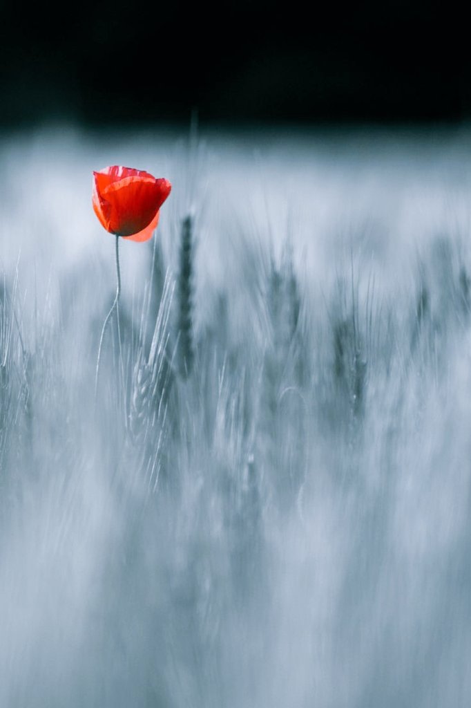 See_Rose_'s tweet image. ...  ♡ 

Hep gülerdi 
hapsedilmiş o şiir&apos; ler. 

           ♡  

Sonra 
gökten üç elma düştü.

Şiirler selâmlaştı
masal  bitti. 

                        ♡  𝓖. 𝓜.