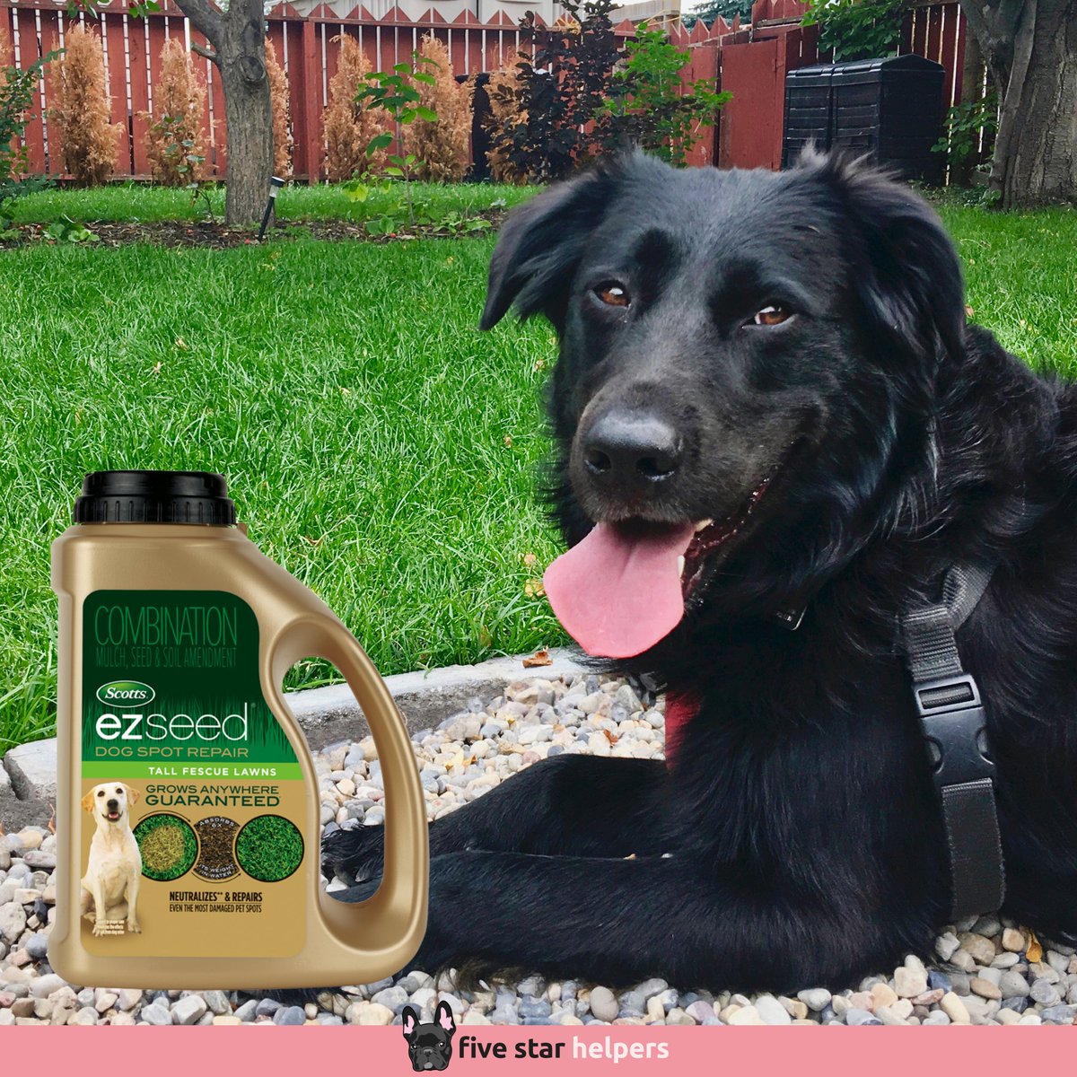 FiveStarHelper's tweet image. Having a large yard for our VIP doggies is a real plus for them. At the same time, it is a lot of work to maintain the lawn and prevent dog urine burns.

Throughout the spring, summer, and fall seasons we use "Scotts Ez Seed Dog Spot Repair."

👉 fivestarhelpers.co/ezrepair