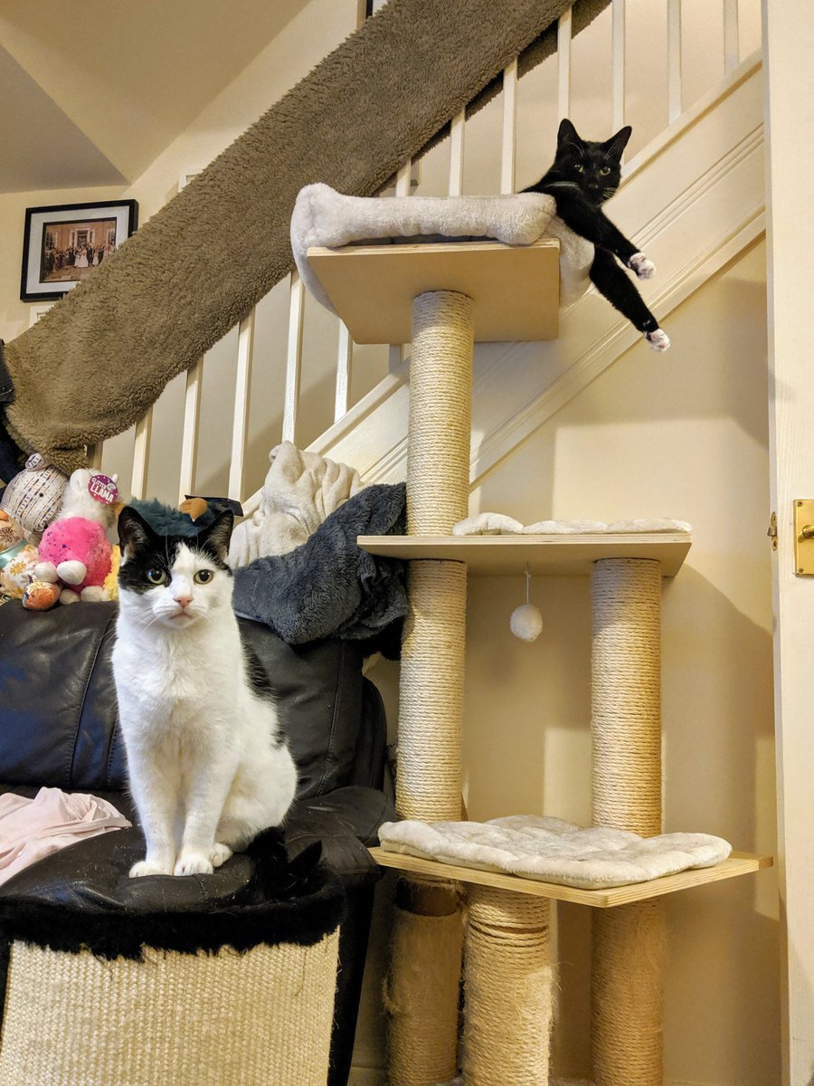 AwGeorgeCat's tweet photo. Wot? Not doing nuffink.
#cats #CatsOfTwitter #tuxiegang https://t.co/zTpEIddt2e