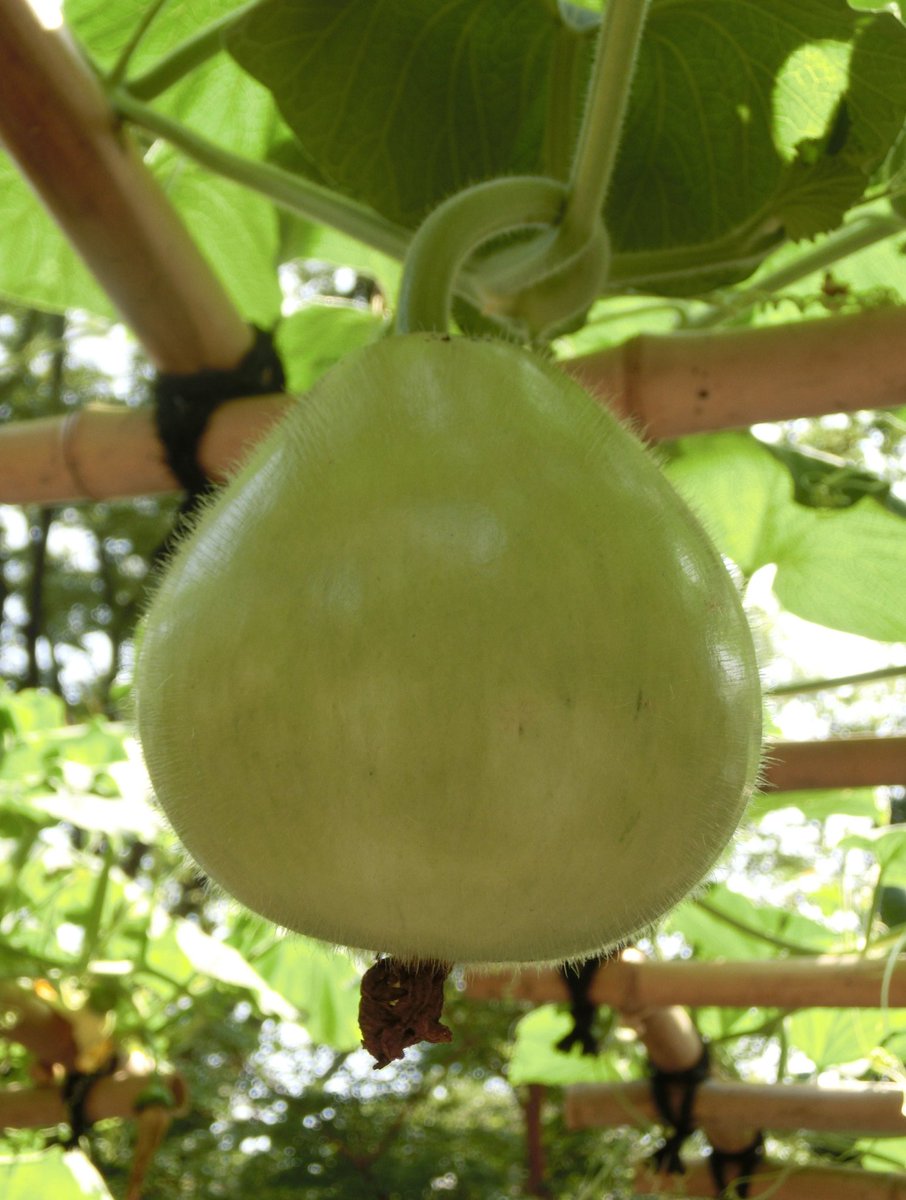 ট ইট র 風信子 かのこ 朝だけど夕顔の実 もっと大きくなると干瓢の原料になりますね