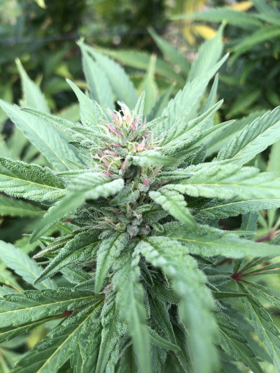 thelastrasta_'s tweet photo. Super sour orange from @EQGenetics https://t.co/Sgs73rJPIz
