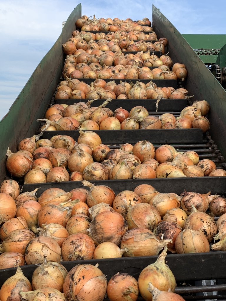 Topping a few early #onions today. The rest are still at least a week away.