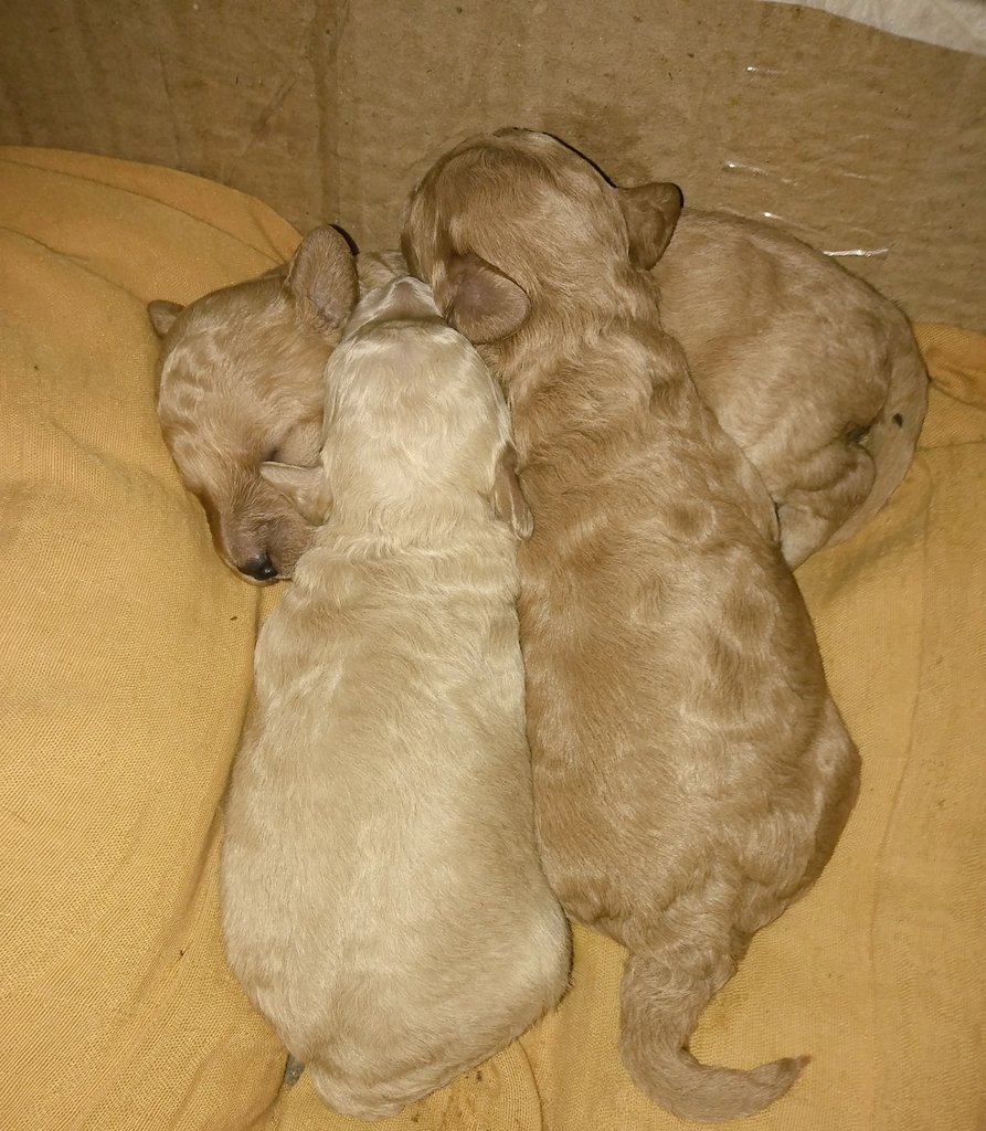 Amo estos bebés 💖