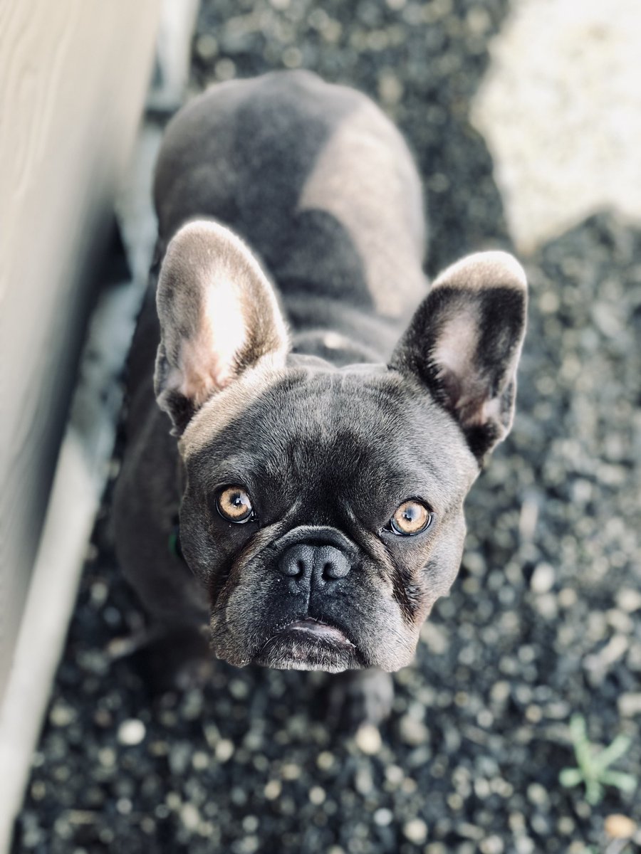 Those 👀💗 @StrikerFrenchie #frenchie #frenchies #frenchiesofinstagram #frenchie1 #frenchie_corner #frenchiepuppy #frenchie_photos #frenchies1 #frenchiesociety #ilovefrenchie #ilovefrenchies #squishyface #frenchbulldog #bluefrenchbulldog #frenchielove_feature #frenchielove